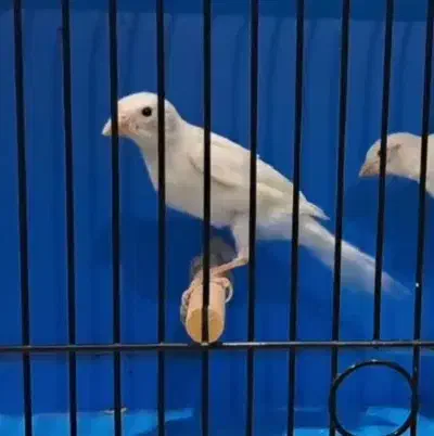 قناری|پرنده|تبریز, |دیوار