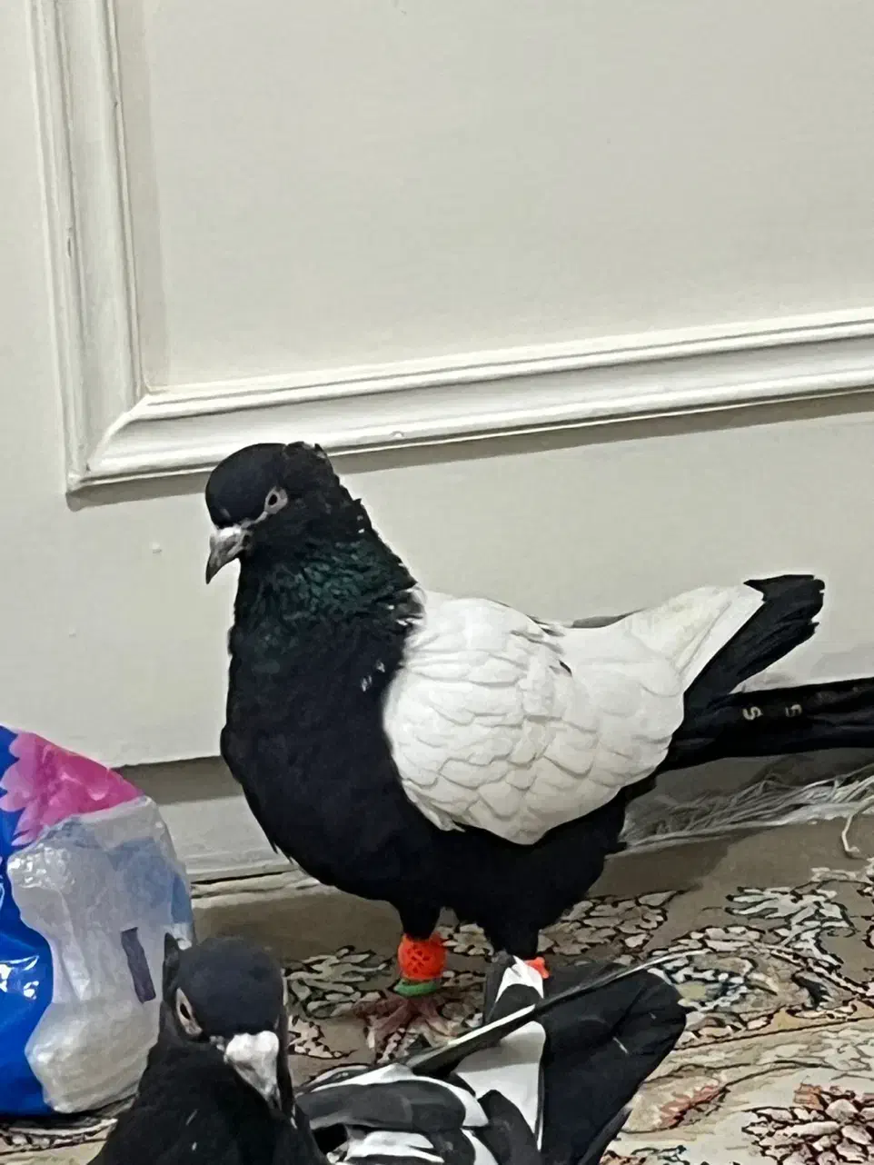 کفتر کبوتر رنگه نر سینه کله|پرنده|مشهد, سید رضی|دیوار