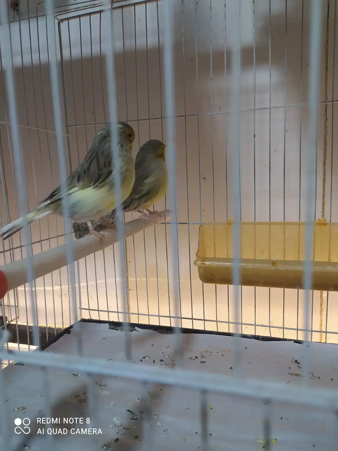 کلاغ رسمی قناری|پرنده|مشهد, ادیب نیشابوری (شهرک غرب)|دیوار