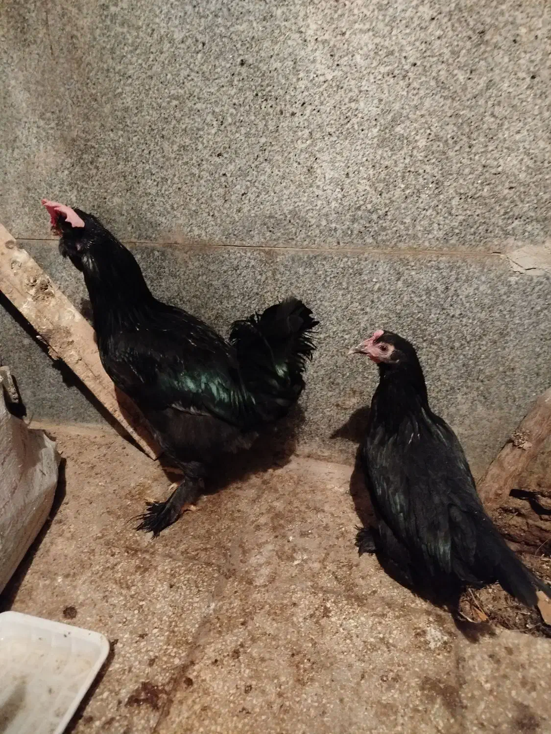 مرغ خروس مرندی|حیوانات مزرعه|سبزوار, چهارراه فرودگاه|دیوار