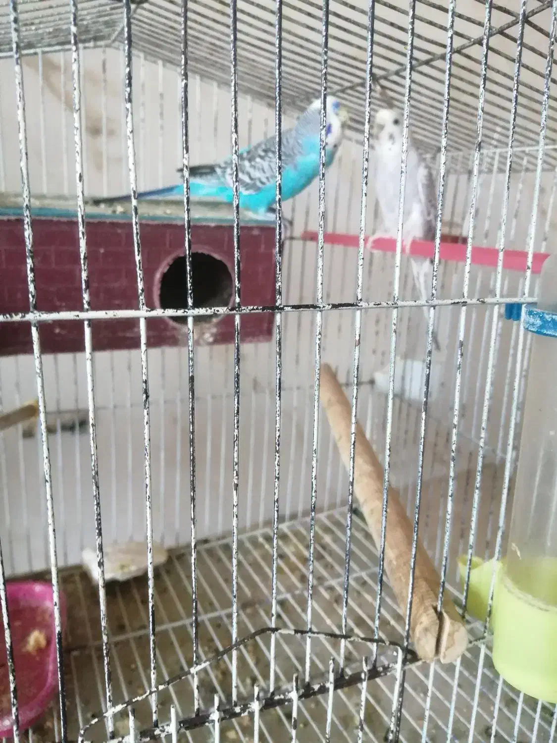 پرنده|لوازم جانبی حیوانات|نیر (یزد), |دیوار