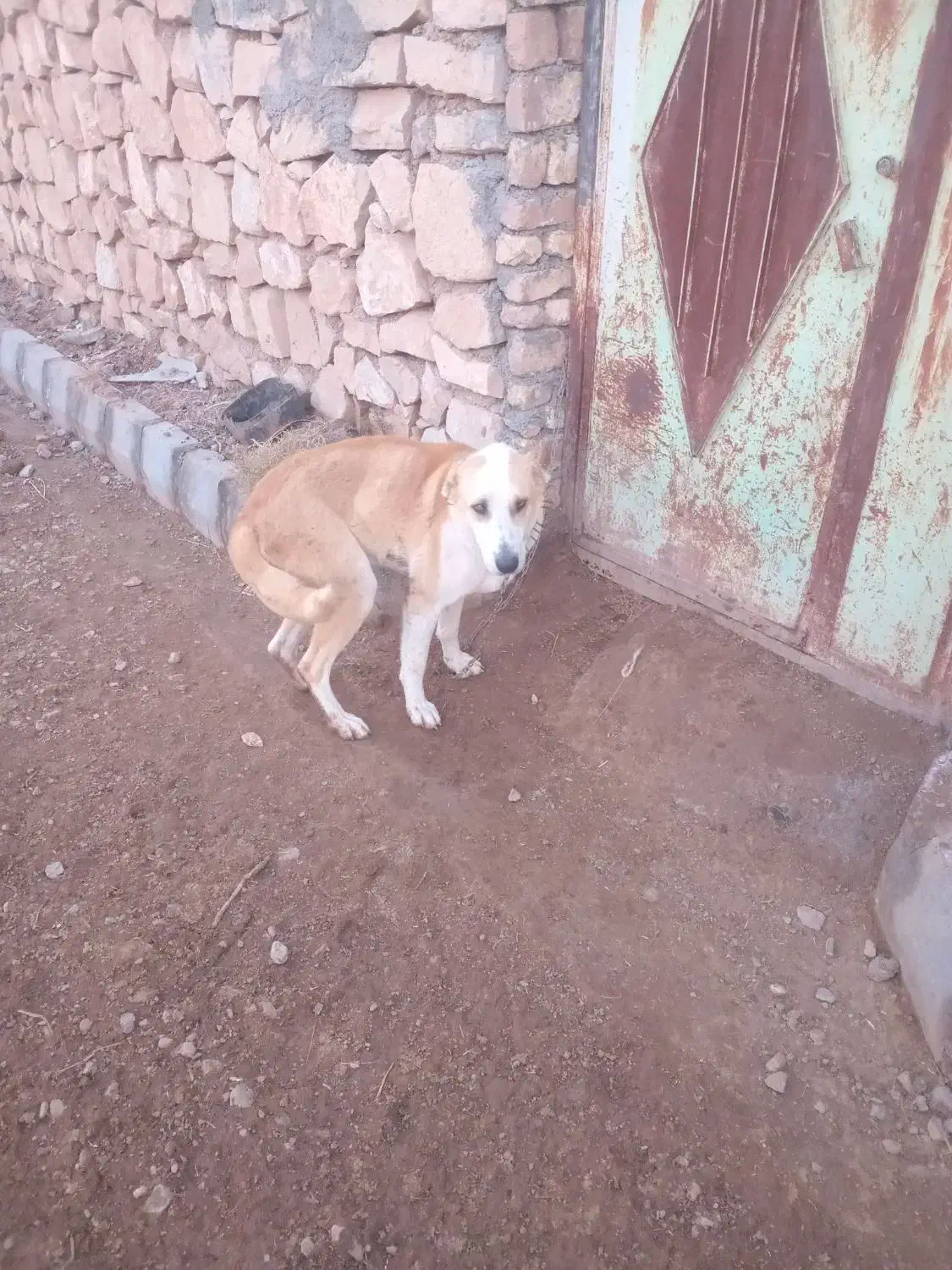 سگ گله|سگ|صفی آباد, |دیوار