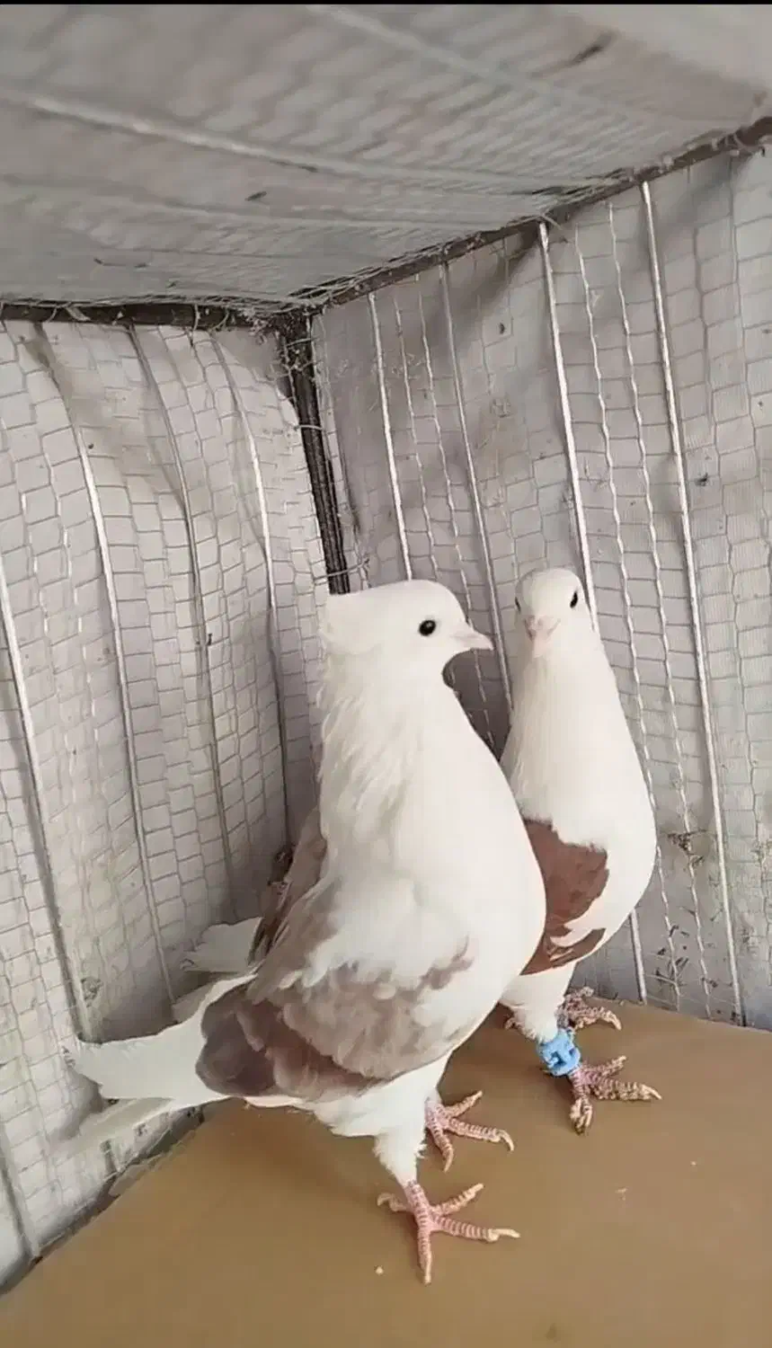 جفت پشت|پرنده|بیرجند, |دیوار