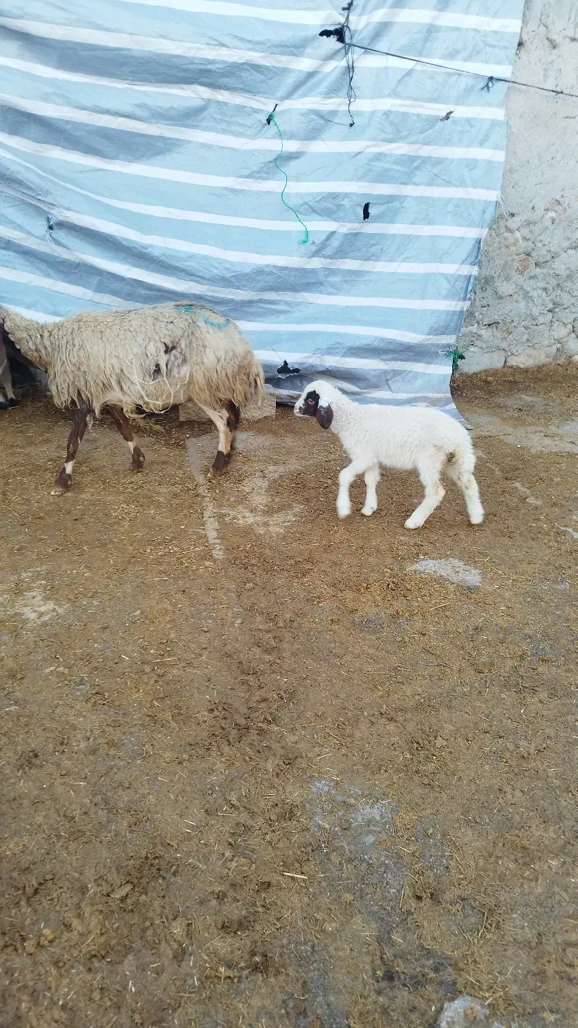 میش وبره|حیوانات مزرعه|کرمانشاه, |دیوار