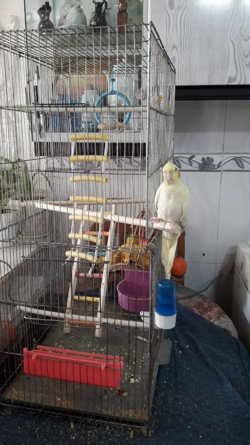 عروس دستی|پرنده|قنوات, |دیوار