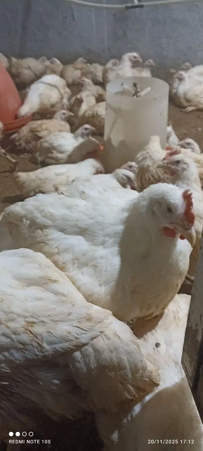 مرغ گوشتی ارگانیک|حیوانات مزرعه|باشتین, |دیوار