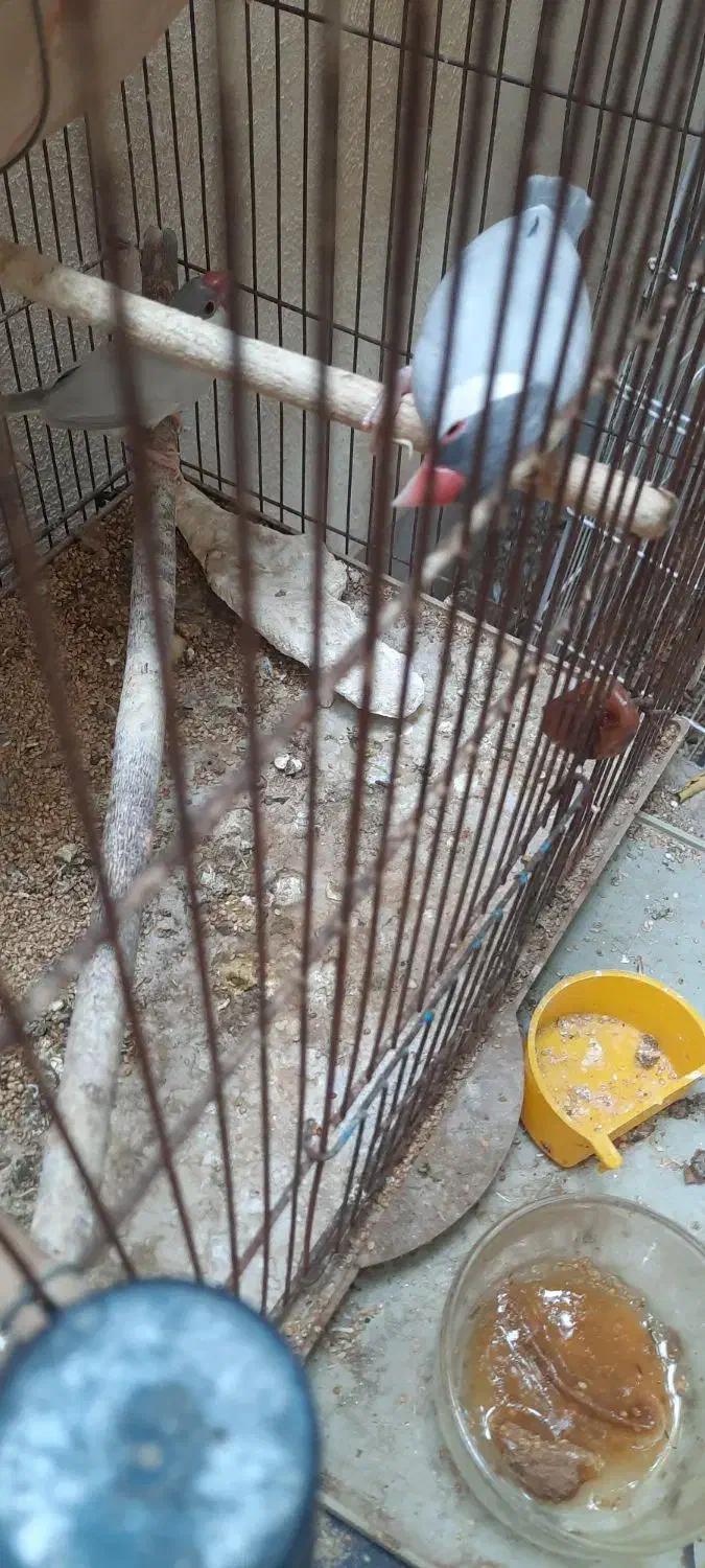 فنچ مصری سیلور و زبرا|پرنده|بوشهر, |دیوار