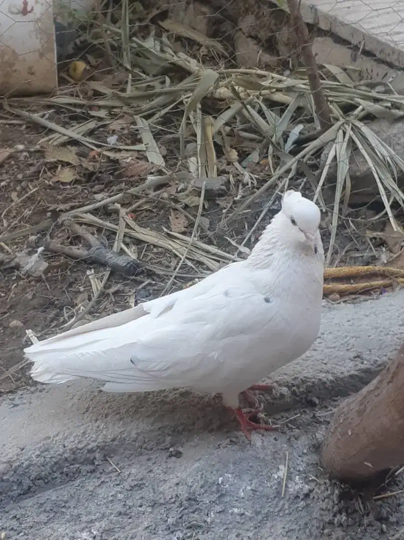 کبوتر فروشی|پرنده|گلپایگان, |دیوار