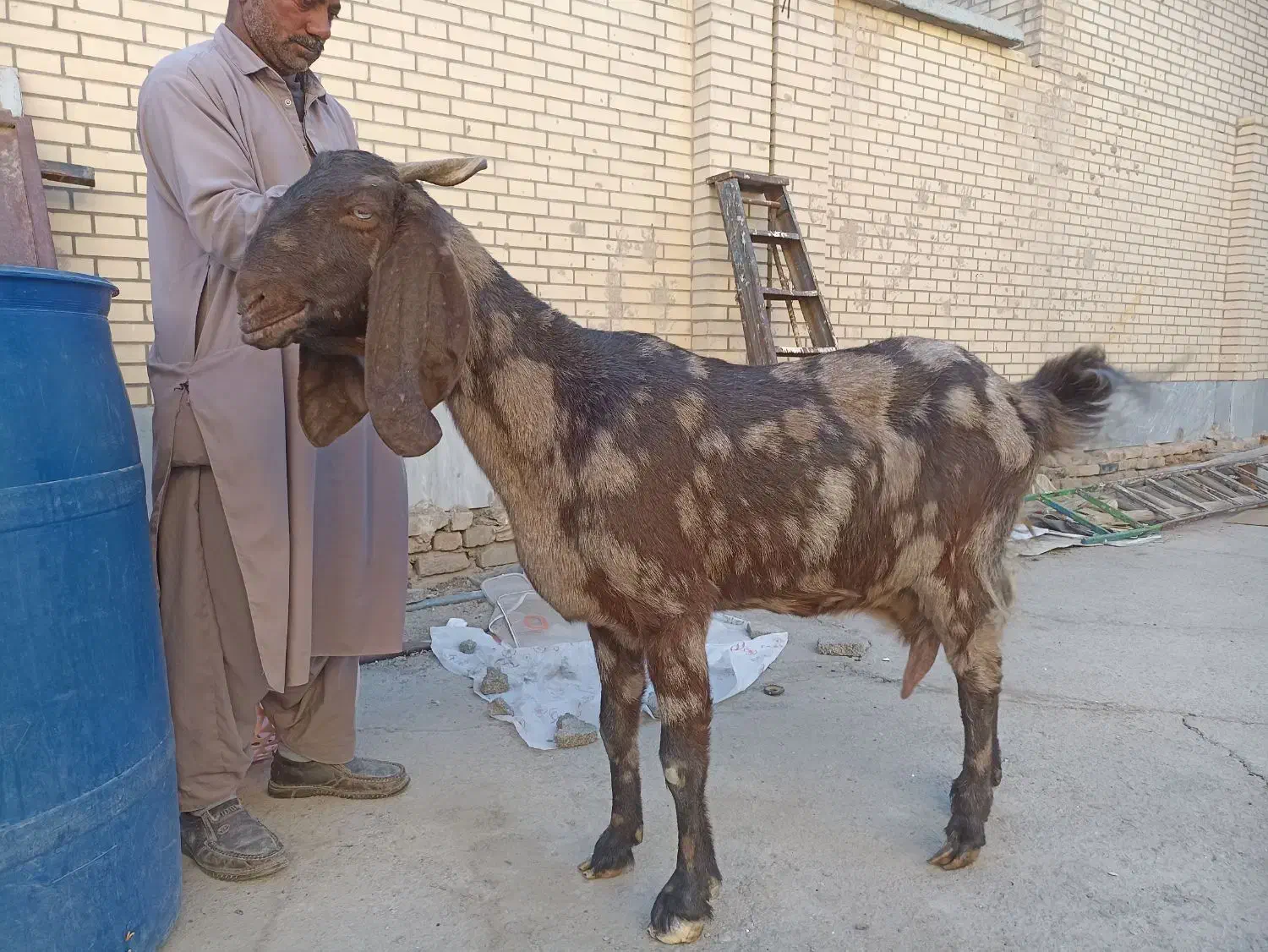 گوسفند کاموری سه قلو زا|حیوانات مزرعه|سراوان, |دیوار