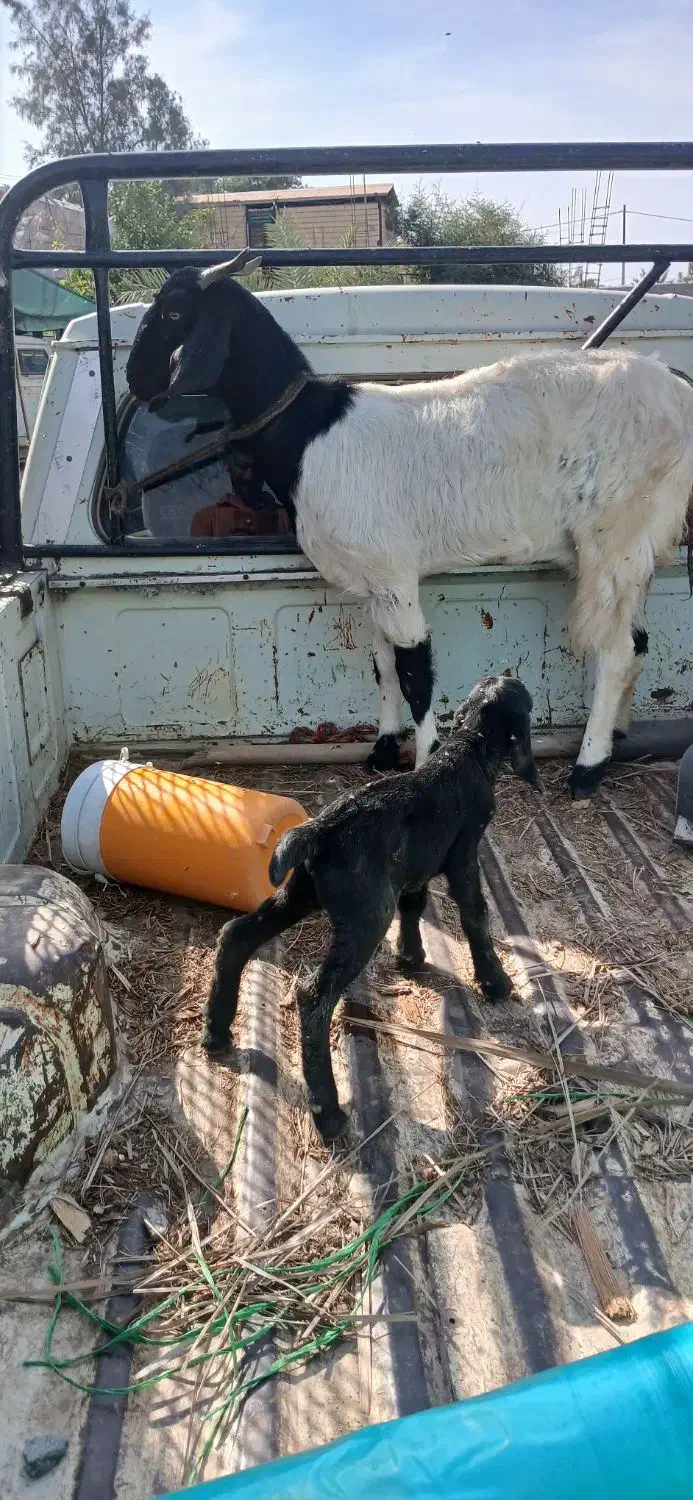 فروش گیسه 10روز که زایده  زه اولشه کهره نری اورده|حیوانات مزرعه|بلوک, |دیوار