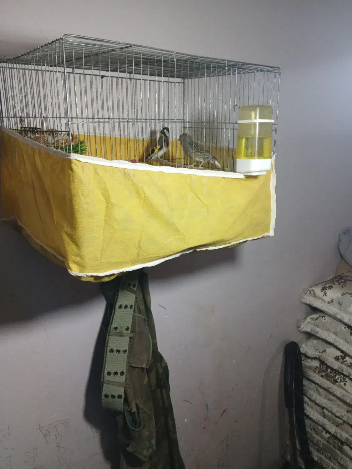 قناری جفتی سهره|پرنده|کوهدشت, |دیوار