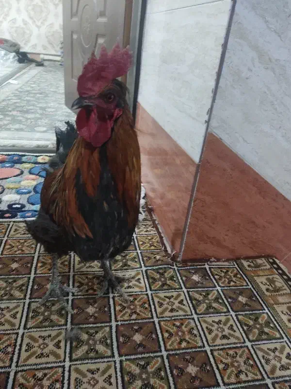 خروس سالم|حیوانات مزرعه|مشکین‌دشت, |دیوار