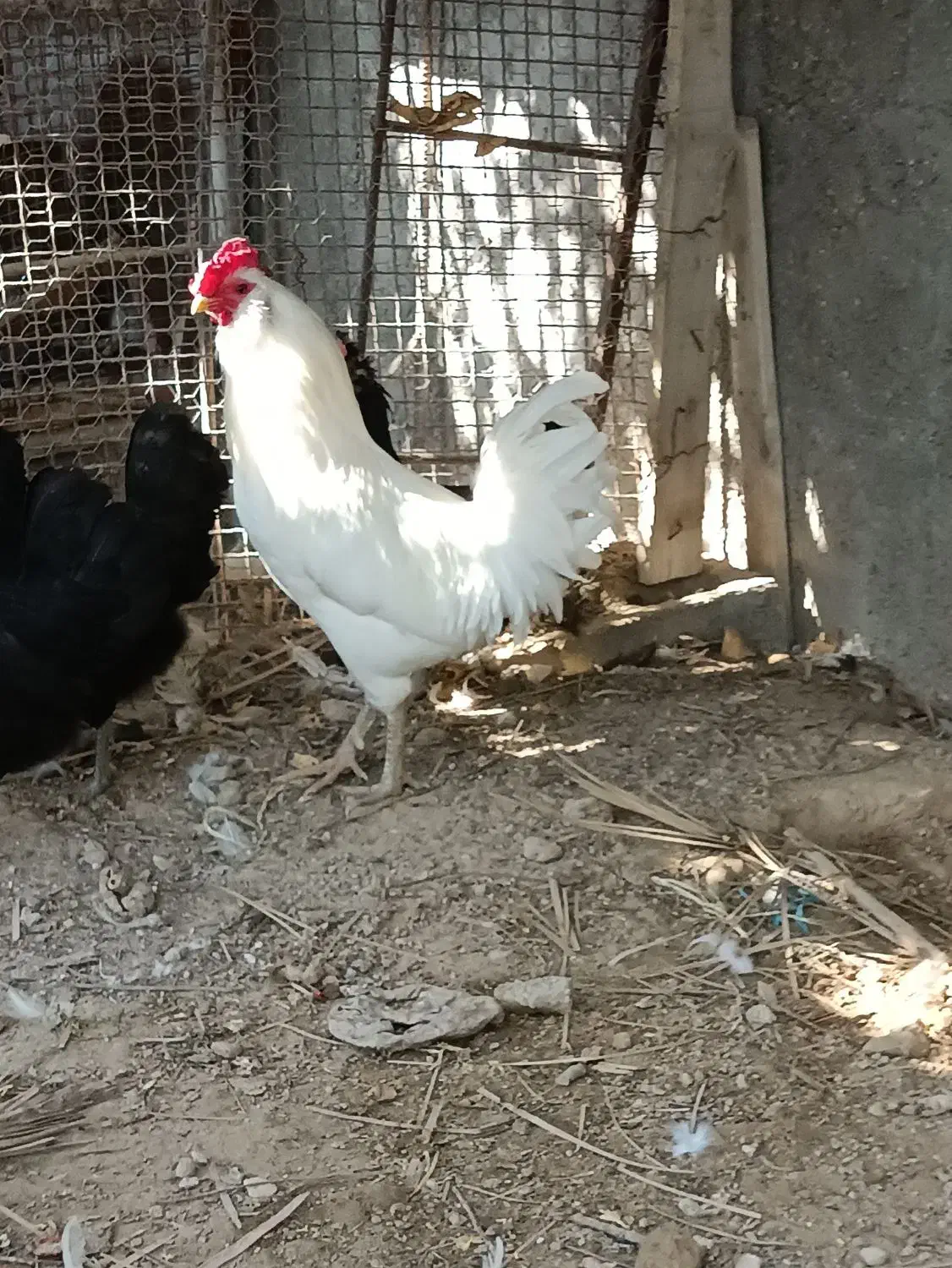 مرغ و خروس ریشی|حیوانات مزرعه|اهرم, |دیوار