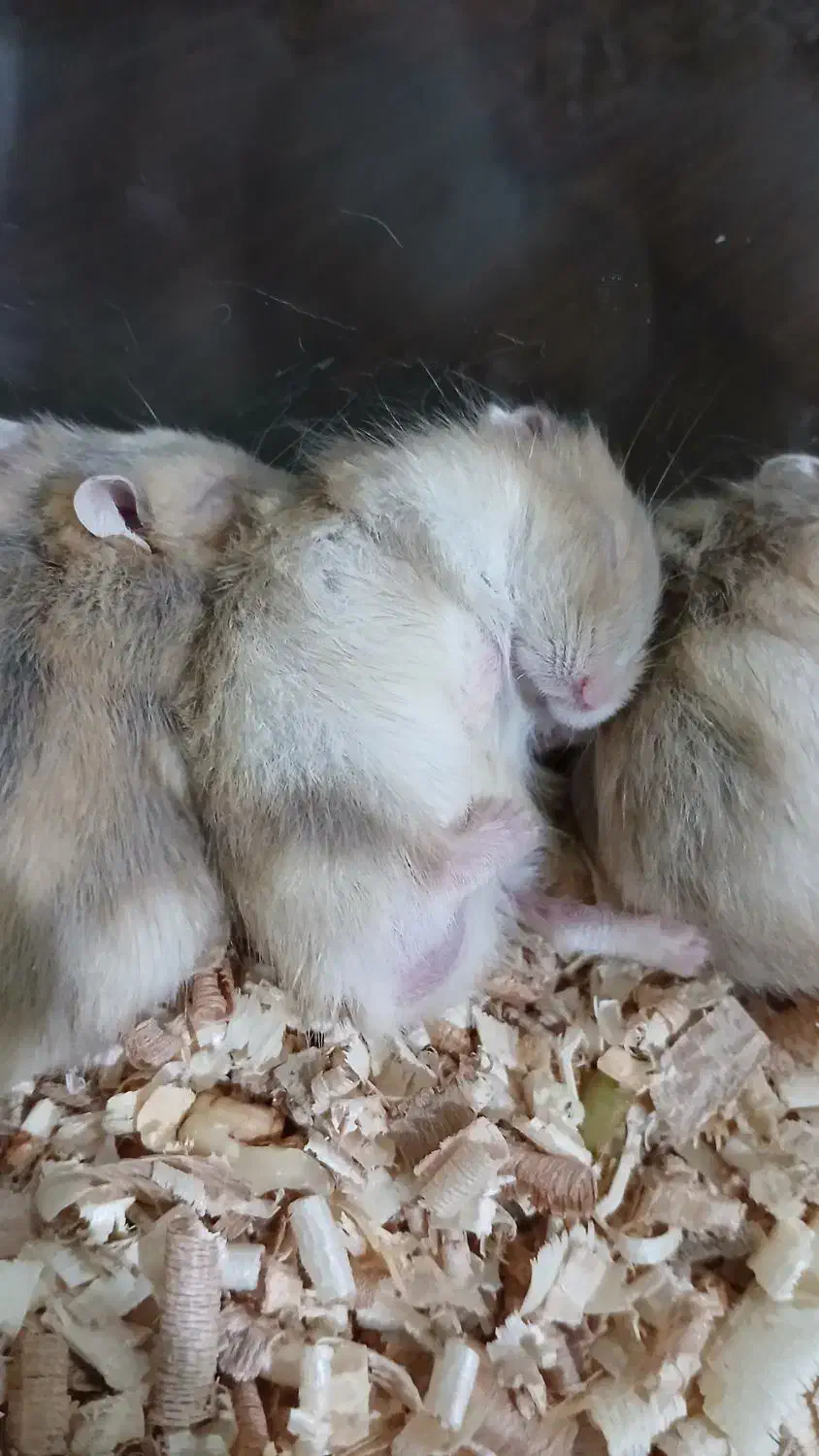 همستر ناز شیطون|موش و خرگوش|ارومیه, |دیوار