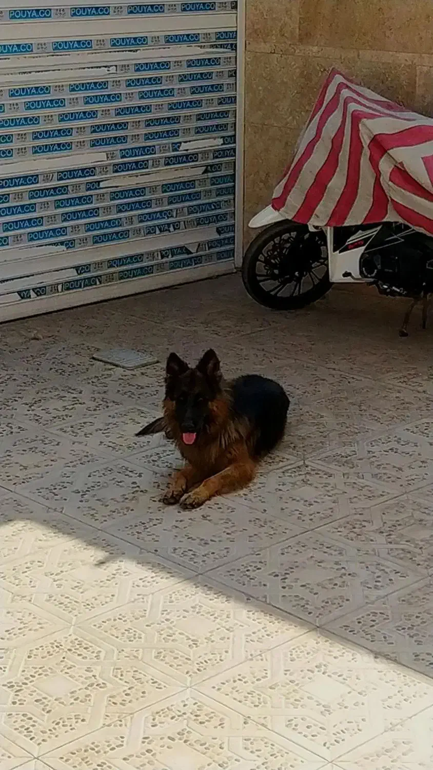 سگ ژرمن گم شده|سگ|کرمان, |دیوار