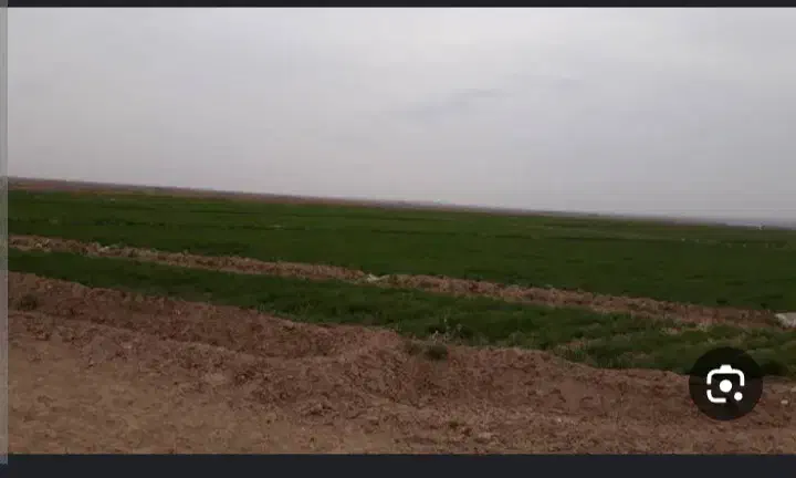اجاره زمین کشاورزی ۱۱هکتار روستای دهنو|اجارهٔ دفتر صنعتی، کشاورزی، تجاری|سنقر, |دیوار