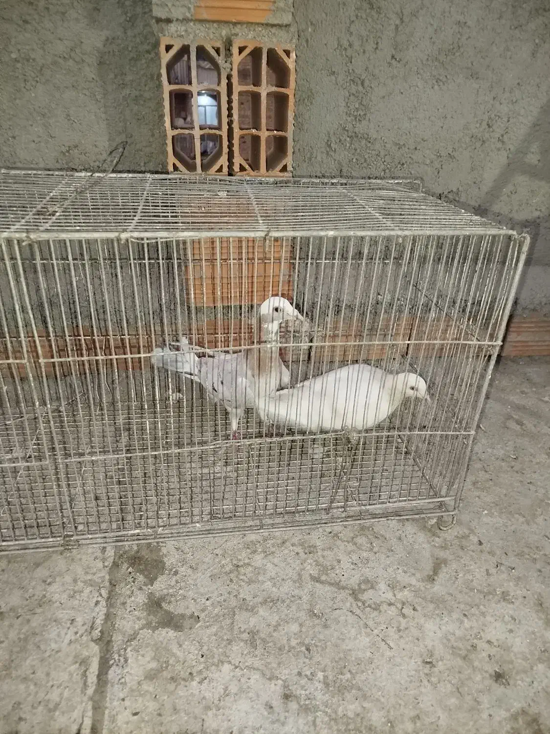 کفتر کبوتر غریب گیری|پرنده|بومهن, |دیوار