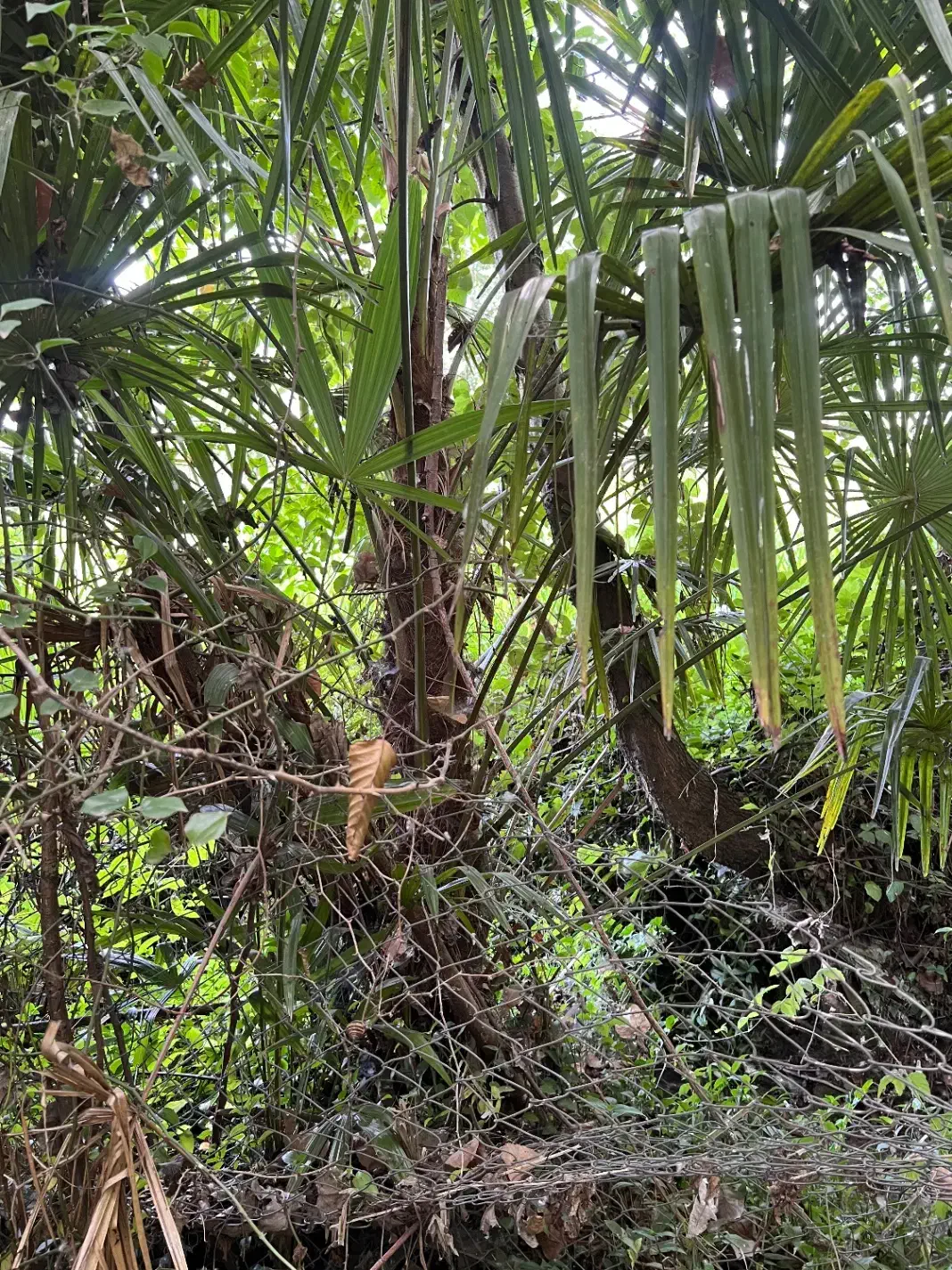 فروش درختان نخل بادبزنی محدوده رضوانشهر|گل و گیاه طبیعی|ضیابر, |دیوار