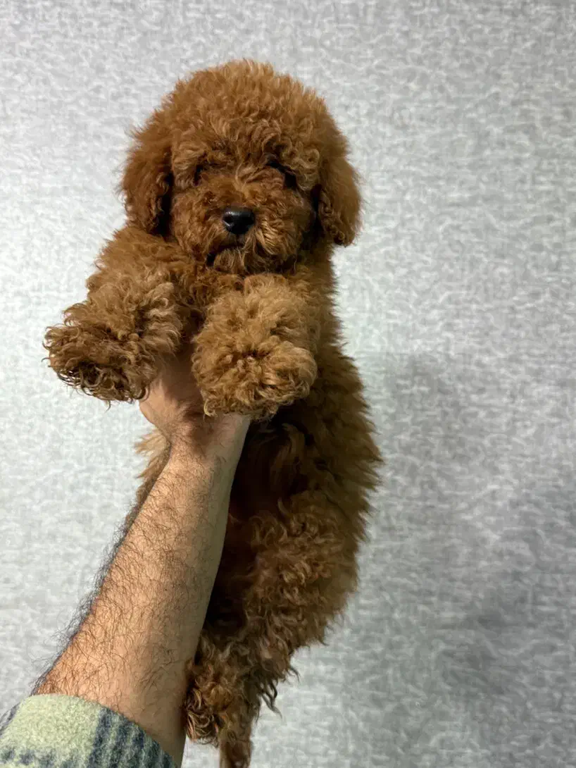 توی پودل دارک|سگ|تهران, گلستان (شهرک راه آهن)|دیوار