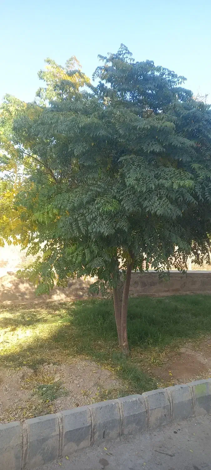 کارهای باغبانی و دیگر با اکیپ جوان|خدمات باغبانی و درختکاری|شاهرود, |دیوار