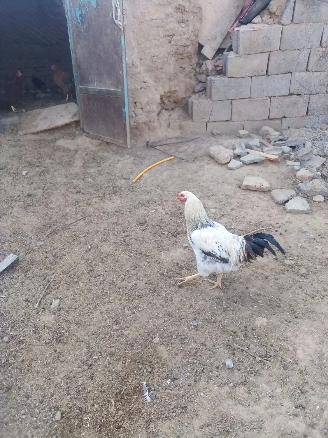 خروس برهما درشت وزیبا|حیوانات مزرعه|سبزوار, قصبه شرقی|دیوار