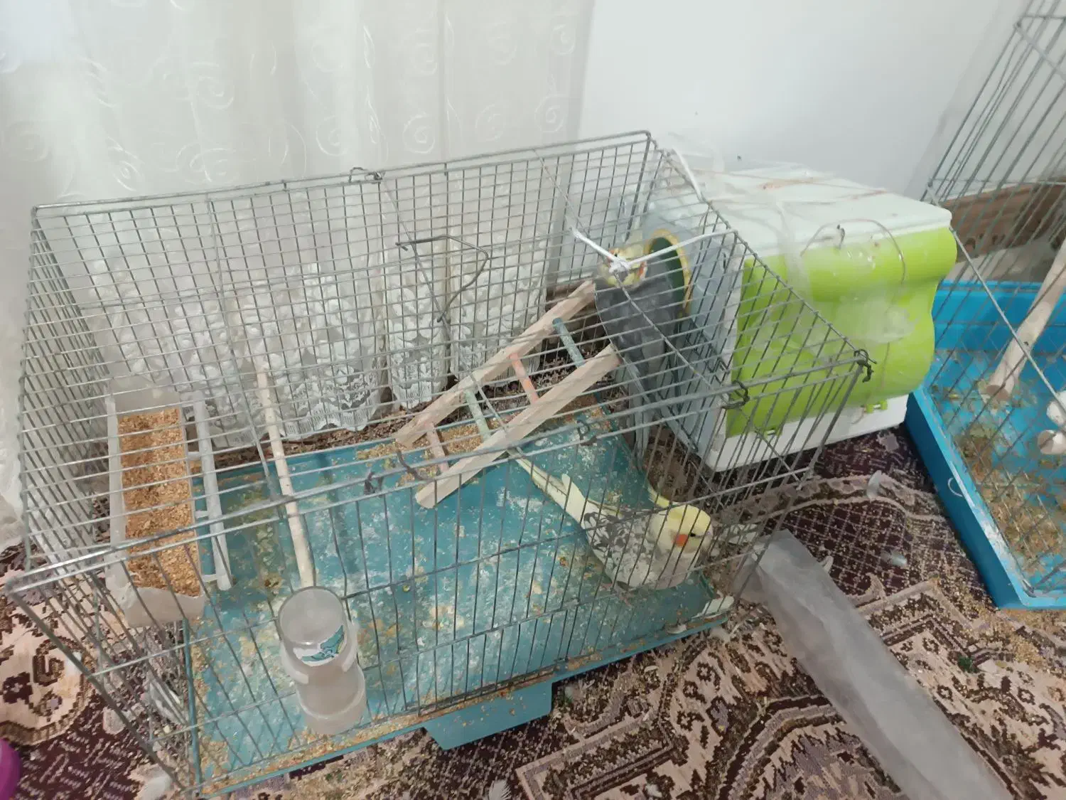 عروس هلندی|پرنده|جوانرود, |دیوار