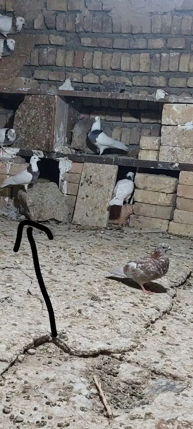 طوقی پراندنی ۲۰۰ هزار|پرنده|کبودرآهنگ, |دیوار