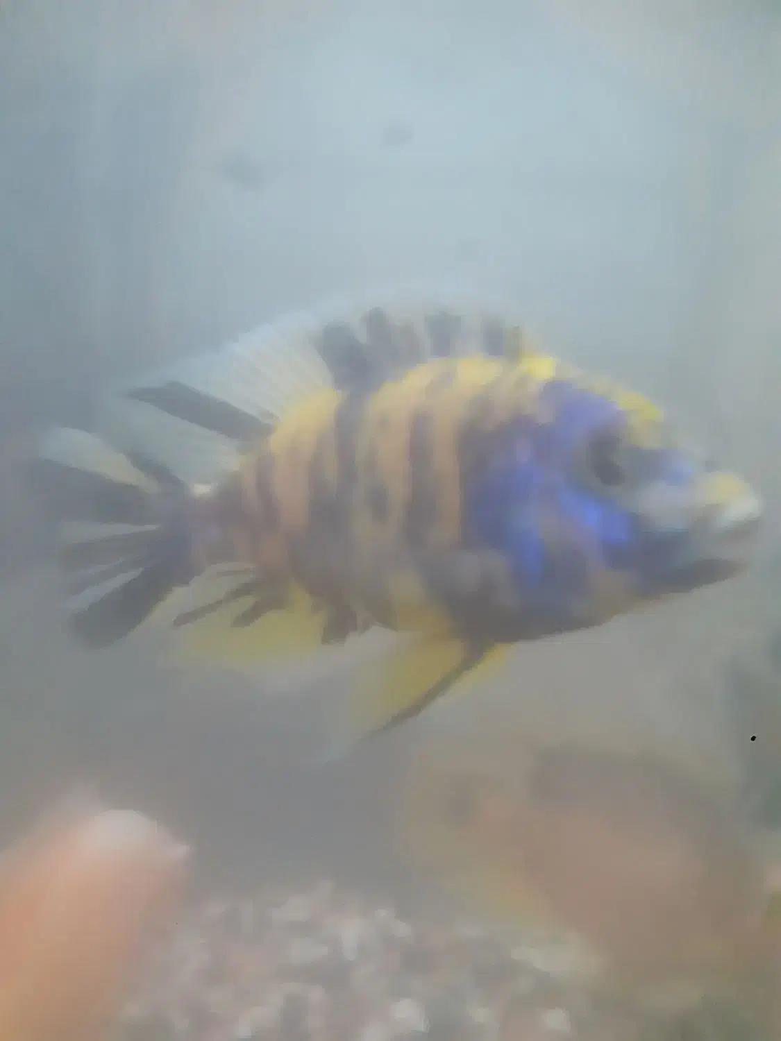 تعداد ۷ عدد ماهی گوشتخوار|ماهی|کرج, شهرک امام رضا (ع)|دیوار