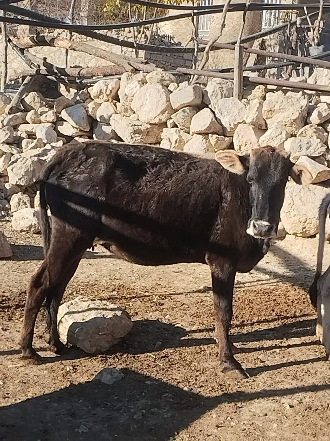 گاو با گوساله|حیوانات مزرعه|مارگون, |دیوار