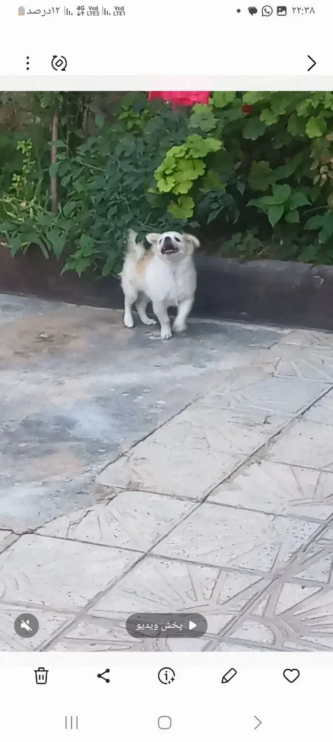 سگ توله پامر دستی وبازیگوش|سگ|مرودشت, بیست متری بیمارستان|دیوار