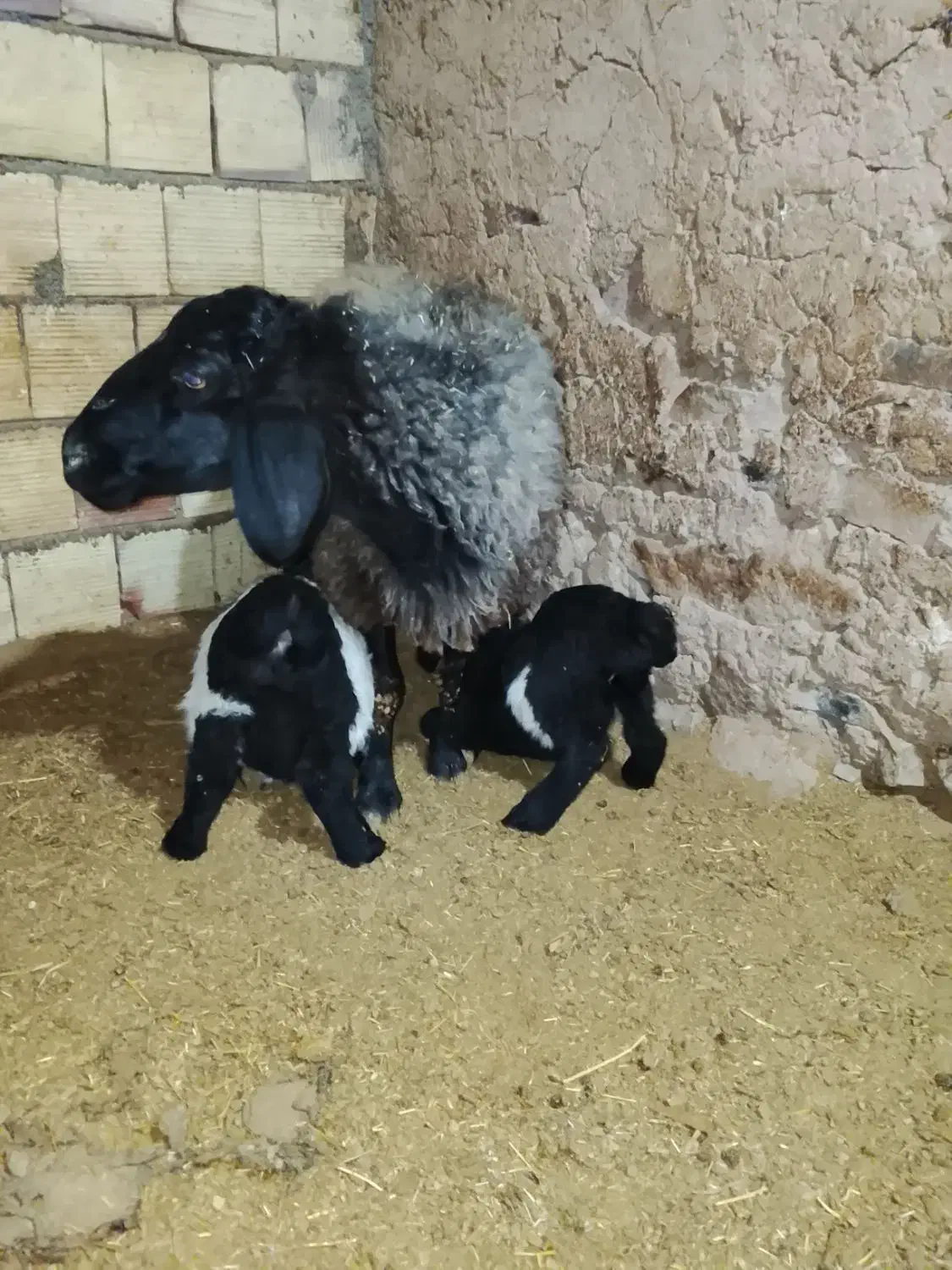 میش فروشی|حیوانات مزرعه|شاخنات, |دیوار