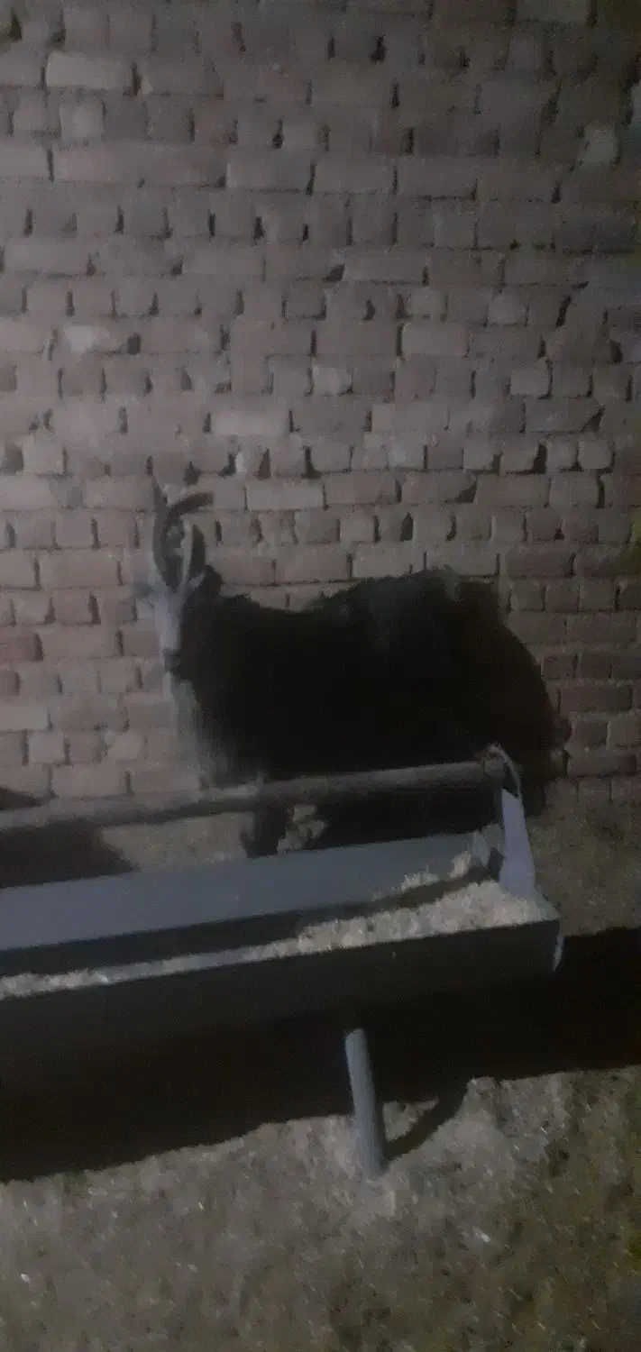 چبش ترکی|حیوانات مزرعه|مرودشت, ده بید|دیوار