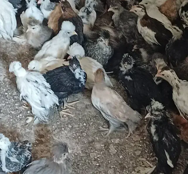 جوجه سلطان برهما لهستانی پلند گلین کوشین|حیوانات مزرعه|شیراز, رکن‌آباد|دیوار