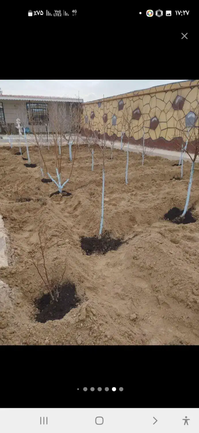 باغبانی و تیلرهرس در تمام نقاط مشهد|خدمات باغبانی و درختکاری|مشهد, توس (بلوار توس)|دیوار