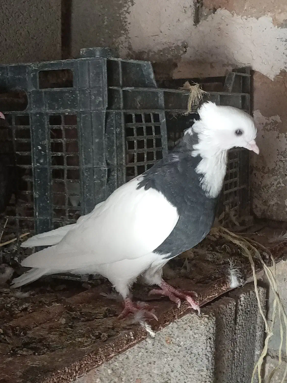 چند عدد کبوتر طوقی خوب برای فروش|پرنده|موگوئی, |دیوار