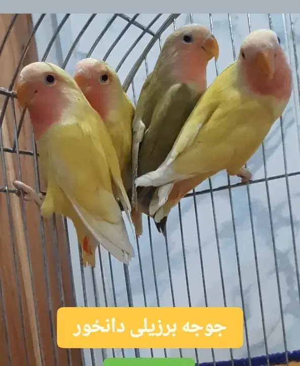 برزیلی فیشر سبز سرلاکی و معمولی هولویی دانخور|پرنده|اسدآباد, |دیوار