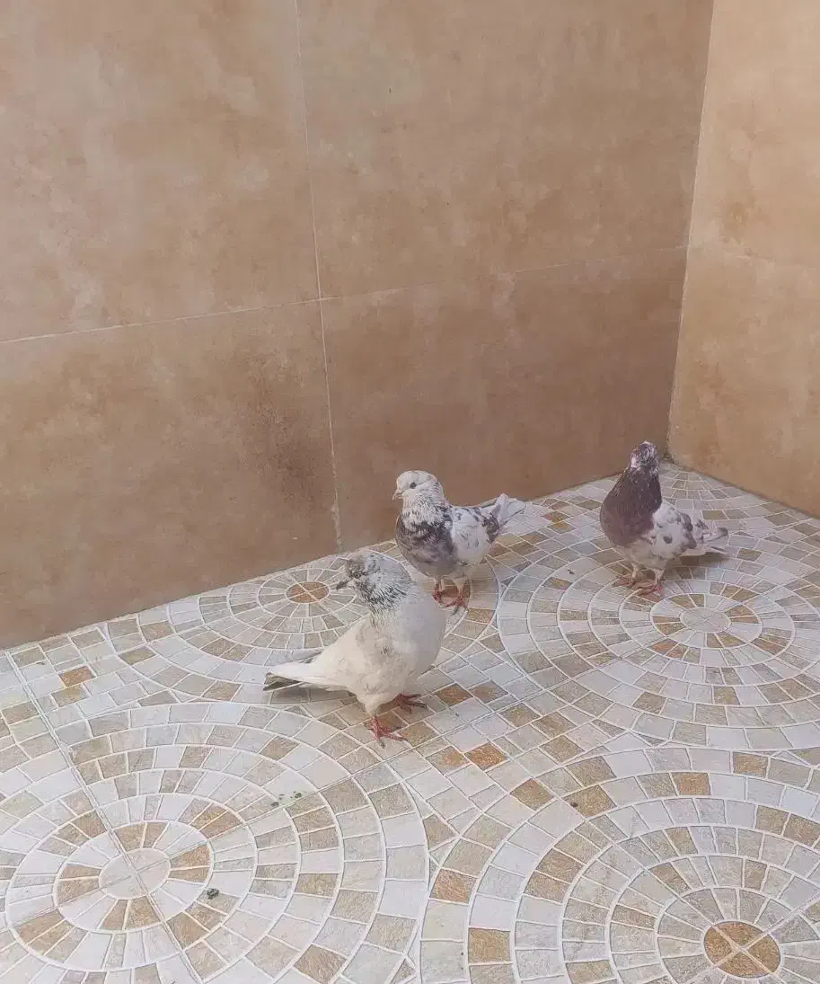 3تانر فروشی نشون دار ملاقی|پرنده|قم, نیروگاه|دیوار