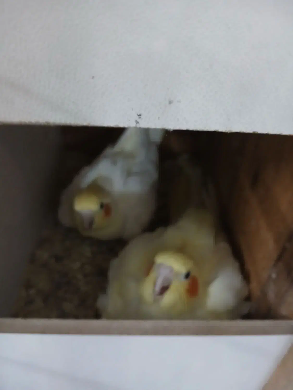 تخم عروس هلندی لوتینیو|پرنده|اسلامشهر, مظفریه|دیوار