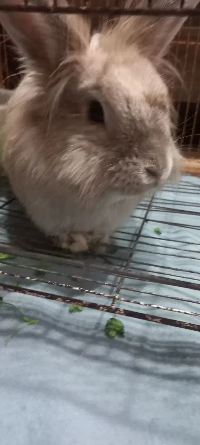 حیوانات|موش و خرگوش|تربتحیدریه, مظفریه|دیوار