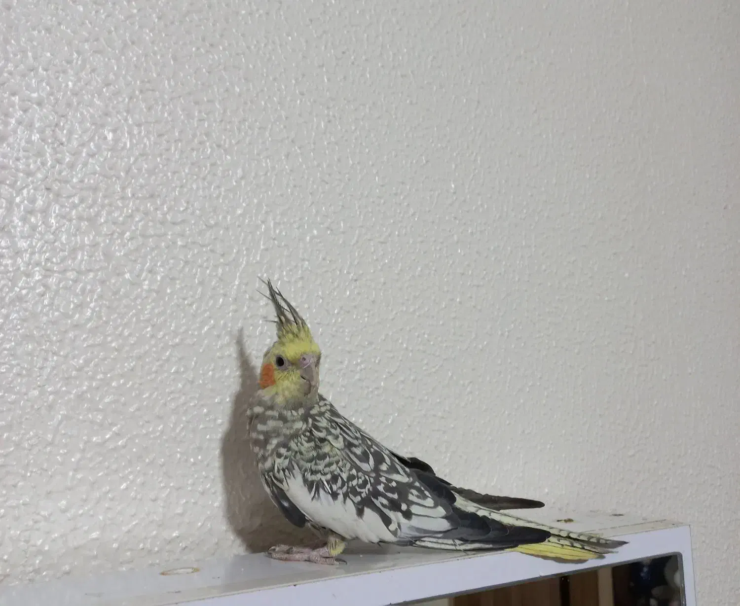 عروس هلندی ماده|پرنده|شاهین‌شهر, فردوسی|دیوار