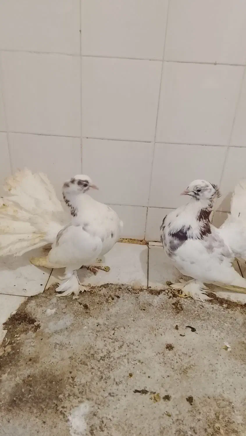 کبوتر دمچری|پرنده|قائمشهر, |دیوار