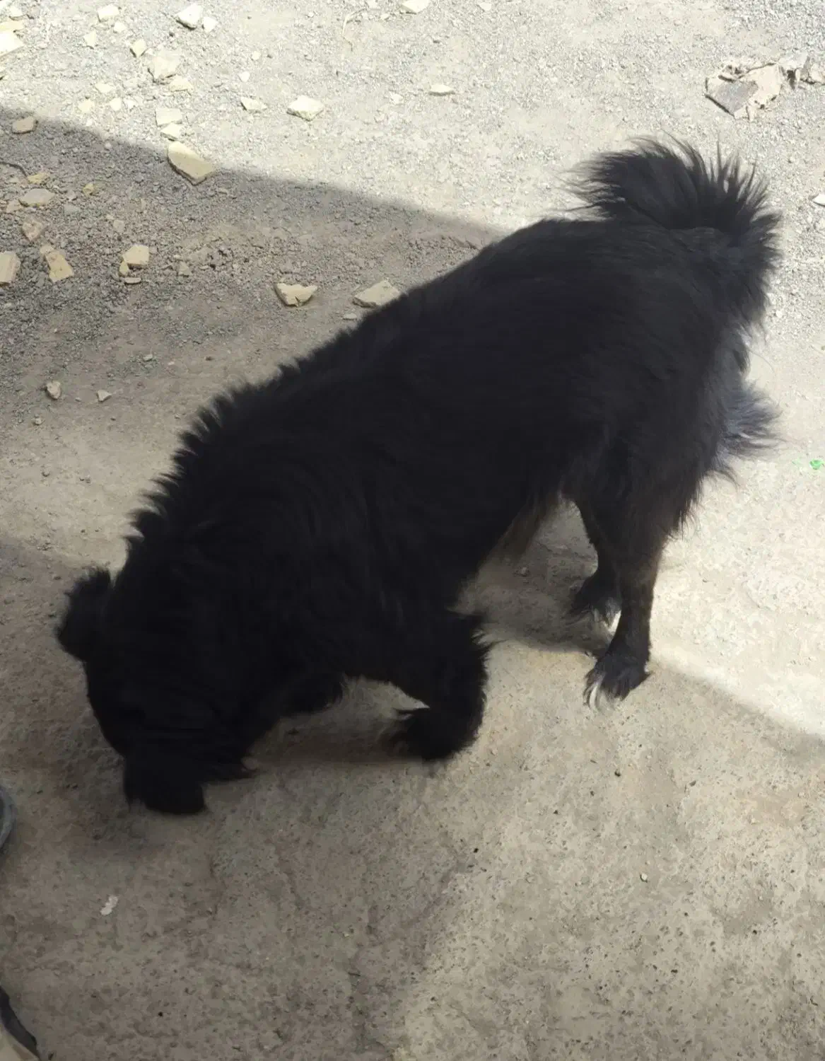 سگ اشپیتیز دو ساله ماده|سگ|رباط‌کریم, رباط‌کریم|دیوار