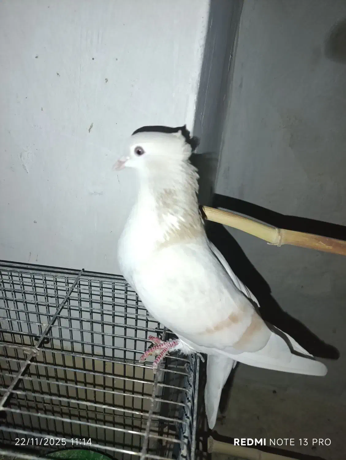 کبوتر ساده زرد کاکولی ذات ۷رنگ|پرنده|اسفراین, |دیوار