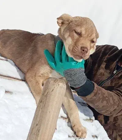 بیتبول|سگ|هشترود, |دیوار