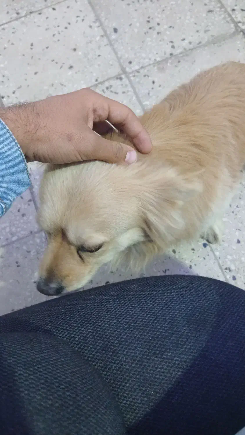 سگ گمشده|حیوانات|یاسوج, |دیوار