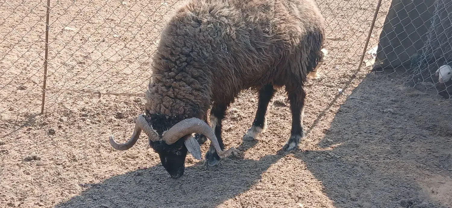 قوچ|حیوانات مزرعه|بندر امام خمینی, |دیوار