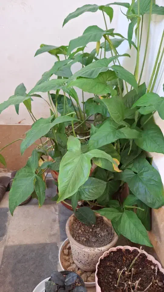 گل  بزرگ با گلدون سرامیکی|گل و گیاه طبیعی|کازرون, |دیوار