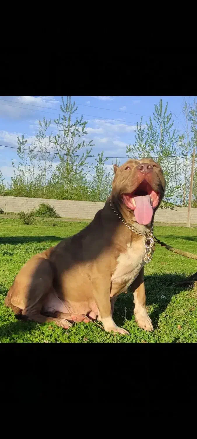 آمریکن بولی ماده سایز استاندارد|سگ|رشت, گلسار|دیوار