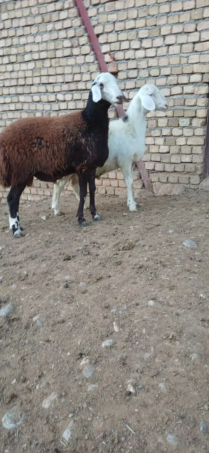 بره قوچ نژاد برتر|حیوانات مزرعه|بیرانوند, |دیوار