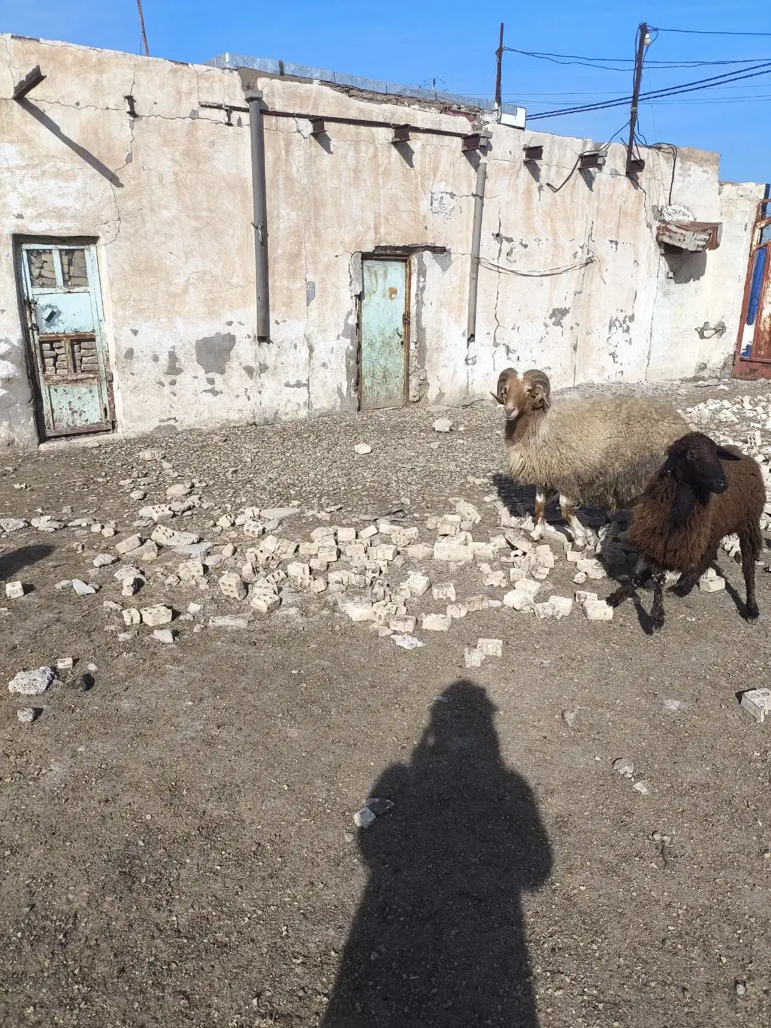 قورچ داشتی|حیوانات مزرعه|اهواز, امانیه|دیوار